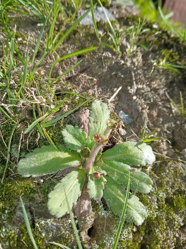 Solenogyne gunnii