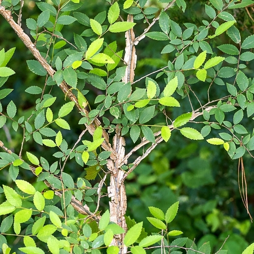 Winged Elm