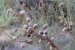 Allocasuarina pusilla
