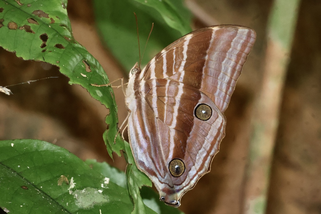 Amathusia binghami