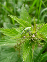 Chlorophanus viridis