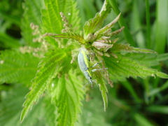 Chlorophanus viridis