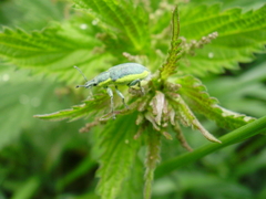 Chlorophanus viridis