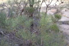 Allocasuarina pusilla