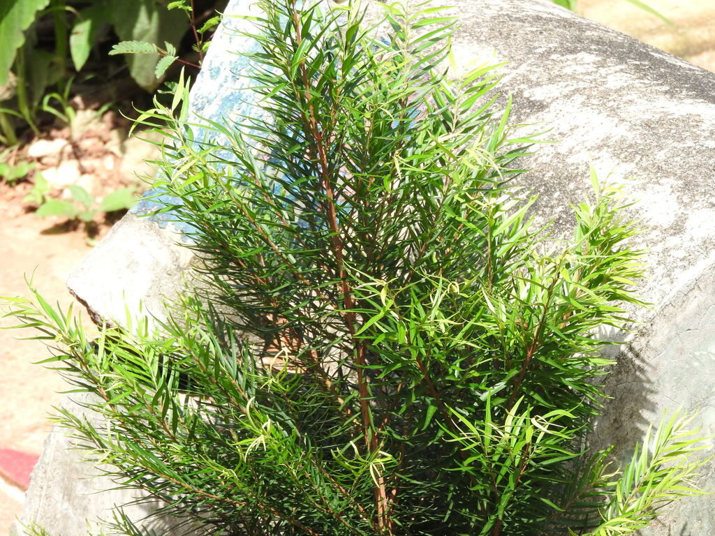 Eugenia biflora; photograph (c) Alexis López Hernández, some rights reserved (CC BY)