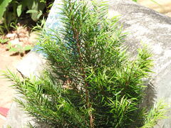 Eugenia biflora