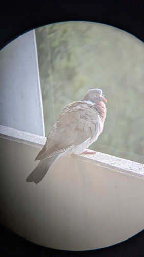 Common Wood-Pigeon