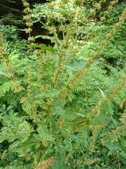 Rumex obtusifolius obtusifolius