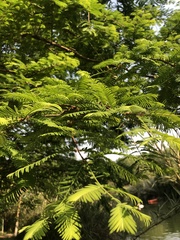 Metasequoia