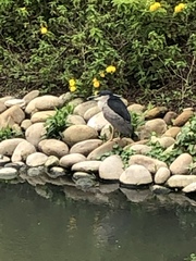 Nycticorax nycticorax