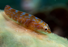 Cochleoceps orientalis