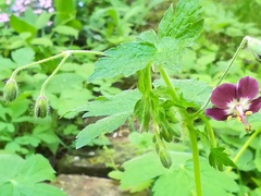 Geranium phaeum phaeum