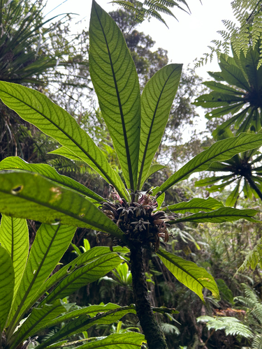 Cyanea fissa observed 2026-03-06