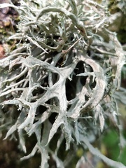 Ramalina fraxinea