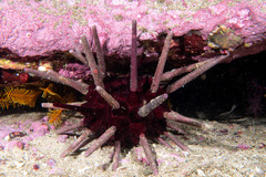 Phyllacanthus parvispinus