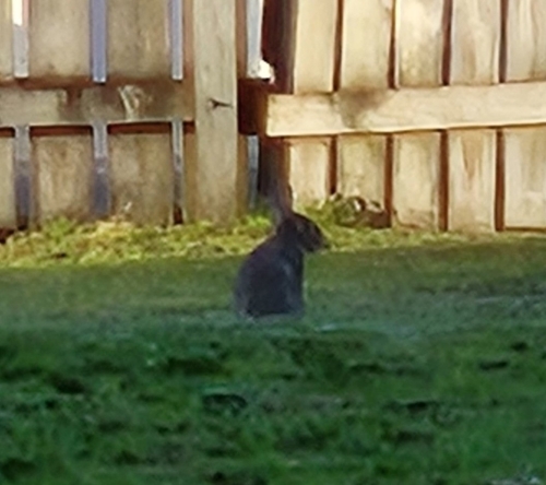 European Rabbit