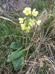 Primula