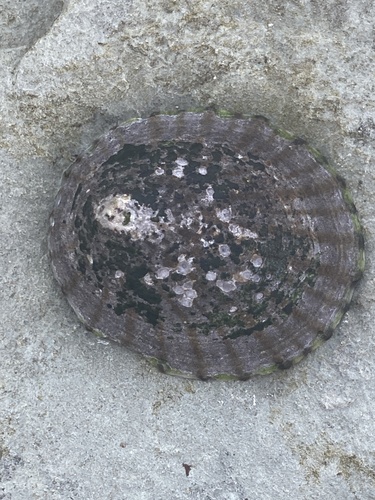 Cellana strigilis observed 2026-07-04