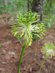 Malaxis brachyrrhynchos