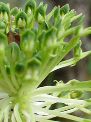 Malaxis brachyrrhynchos