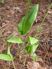 Malaxis brachyrrhynchos