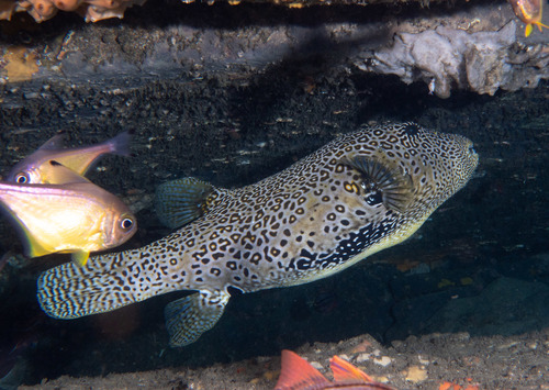 Map Puffer