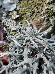 Ramalina fraxinea