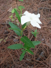 Mandevilla hypoleuca