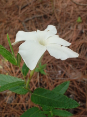 Mandevilla hypoleuca