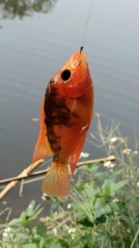 Amphilophus labiatus