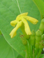 Mandevilla foliosa