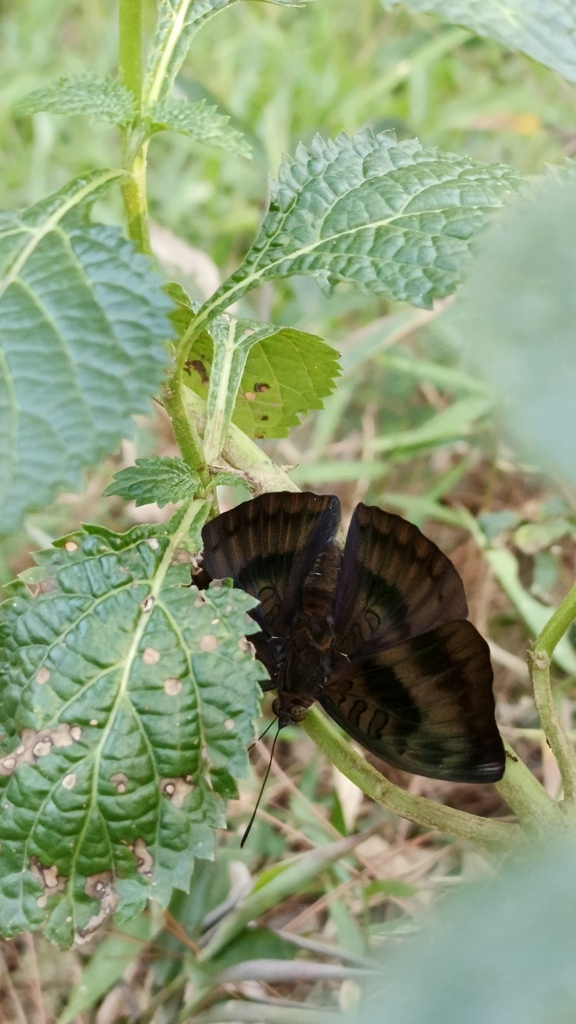 Streaked Baron (Euthalia alpheda)