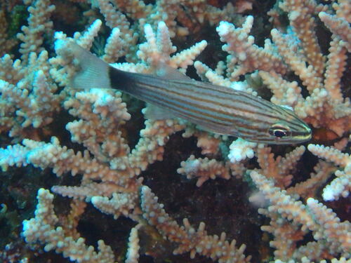 Cheilodipterus artus observed 2026-06-26