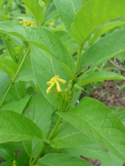 Mandevilla foliosa