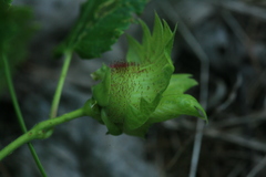 Corylus heterophylla