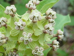 Asclepias ovata