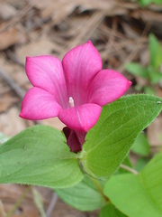 Spigelia scabrella