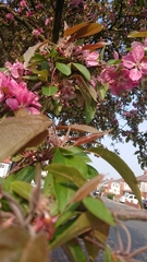 Malus × robusta
