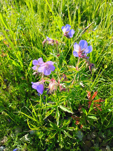 Meadow Crane's-bill