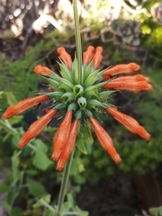 Leonotis nepetifolia nepetifolia