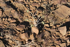 Commiphora pyracanthoides