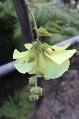Hibiscus ludwigii