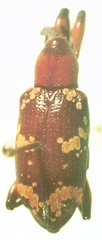 Heilipus collectus