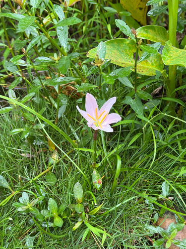 Rose Pink Zephyr Lily