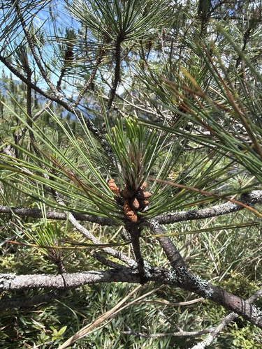 Pinus taiwanensis observed 2026-07-04