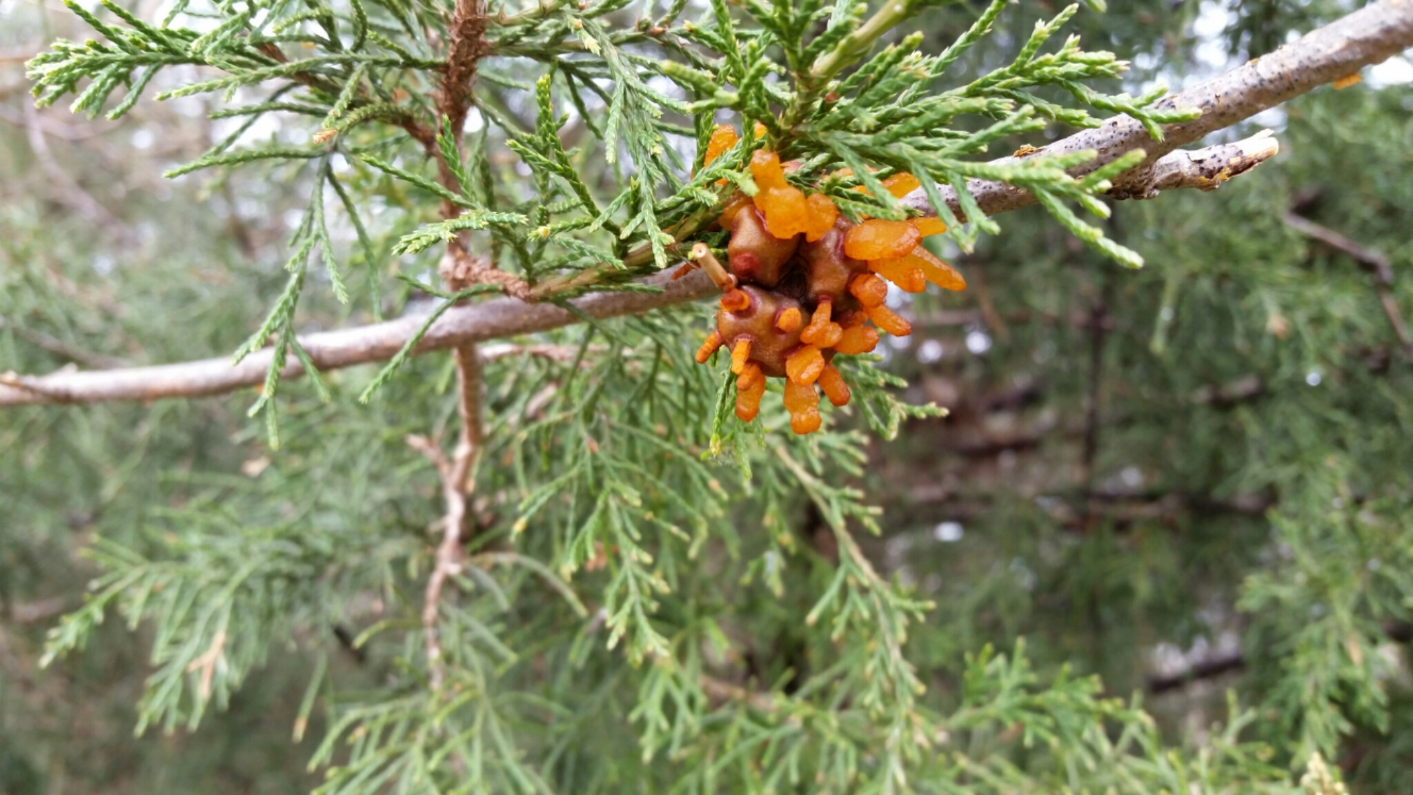Gymnosporangium juniperi-virginianae image