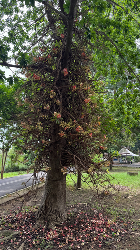 Cannonball Tree