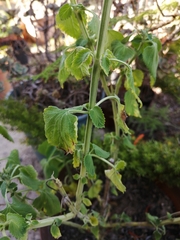 Leonotis nepetifolia nepetifolia
