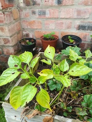 Capsicum annuum annuum