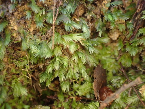 Fissidens pallidus, 2026-07-04